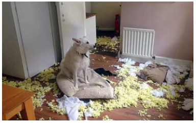 為什么不買(mǎi)保險(xiǎn)就不讓養(yǎng)狗？