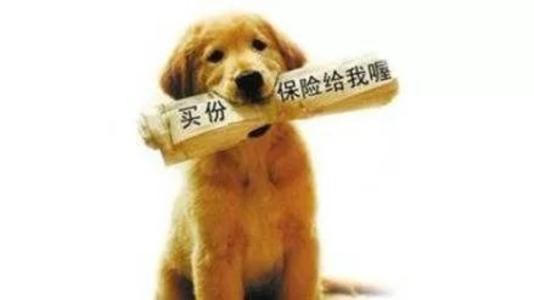 寵物保險怎么挑選？有寵物的你確定不了解一下？