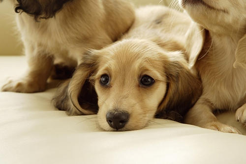 寵物保險怎么挑選？有寵物的你確定不了解一下？