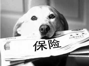 寵物保險怎么挑選？有寵物的你確定不了解一下？